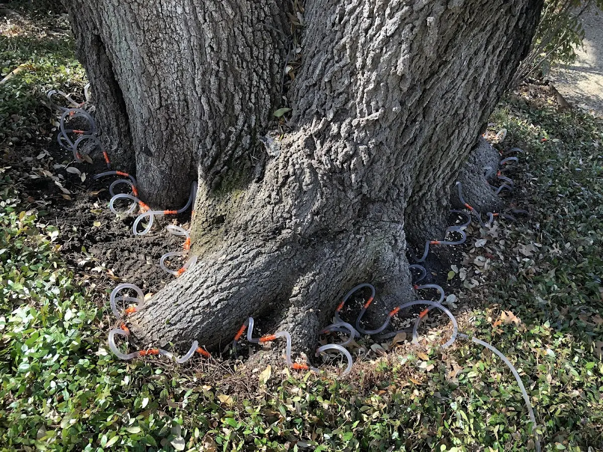 Detailed Tree Cabling and Bracing job site in Bonanza